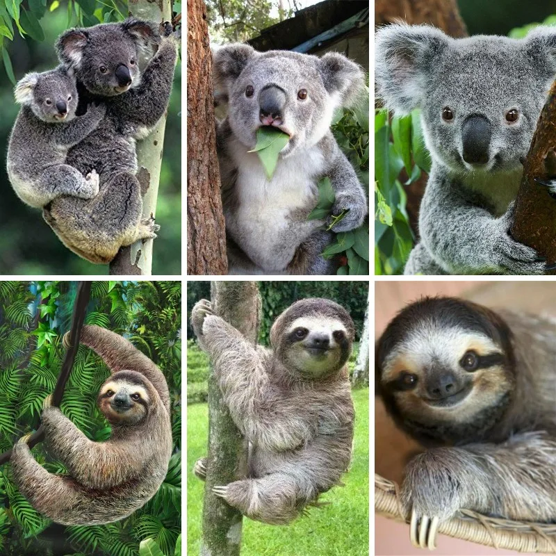 Embroidery In Australia - Lukisan Berlian 5D Sloth Koala Australia